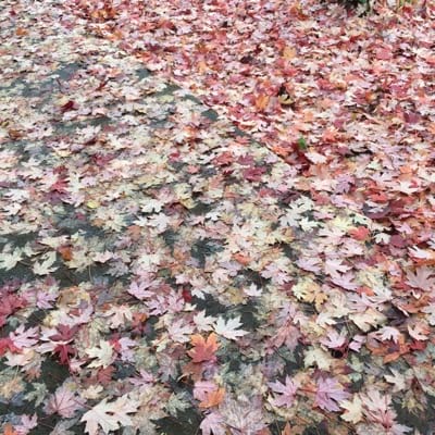 The album cover for leaves on the ground. It is a photo of red, yellow, white, and purple fall leaves on a sidewalk.