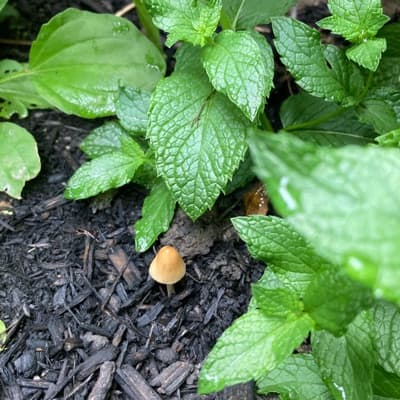The album cover for recording__1. It is a photo of a tiny mushroom alone amongst a bush of mint leaves.