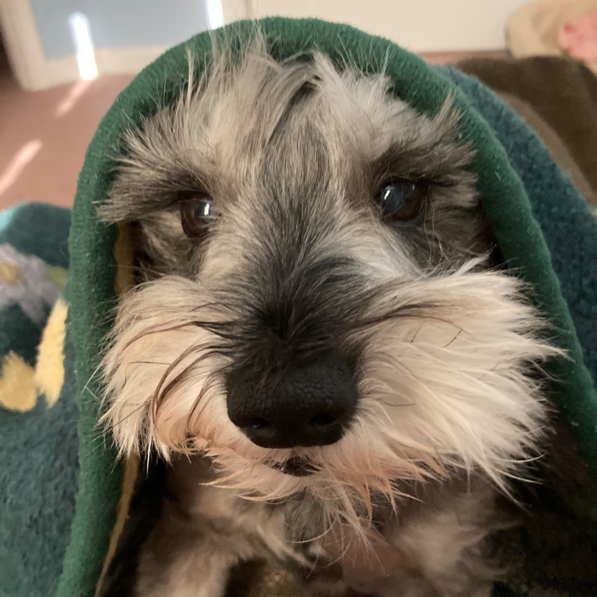 Scottie looking at the camera wrapped in a blanket
