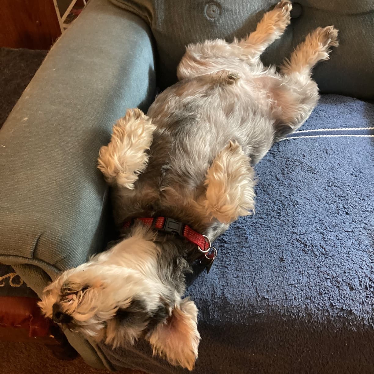 Scottie laying on his back on a chair in my mom's living room