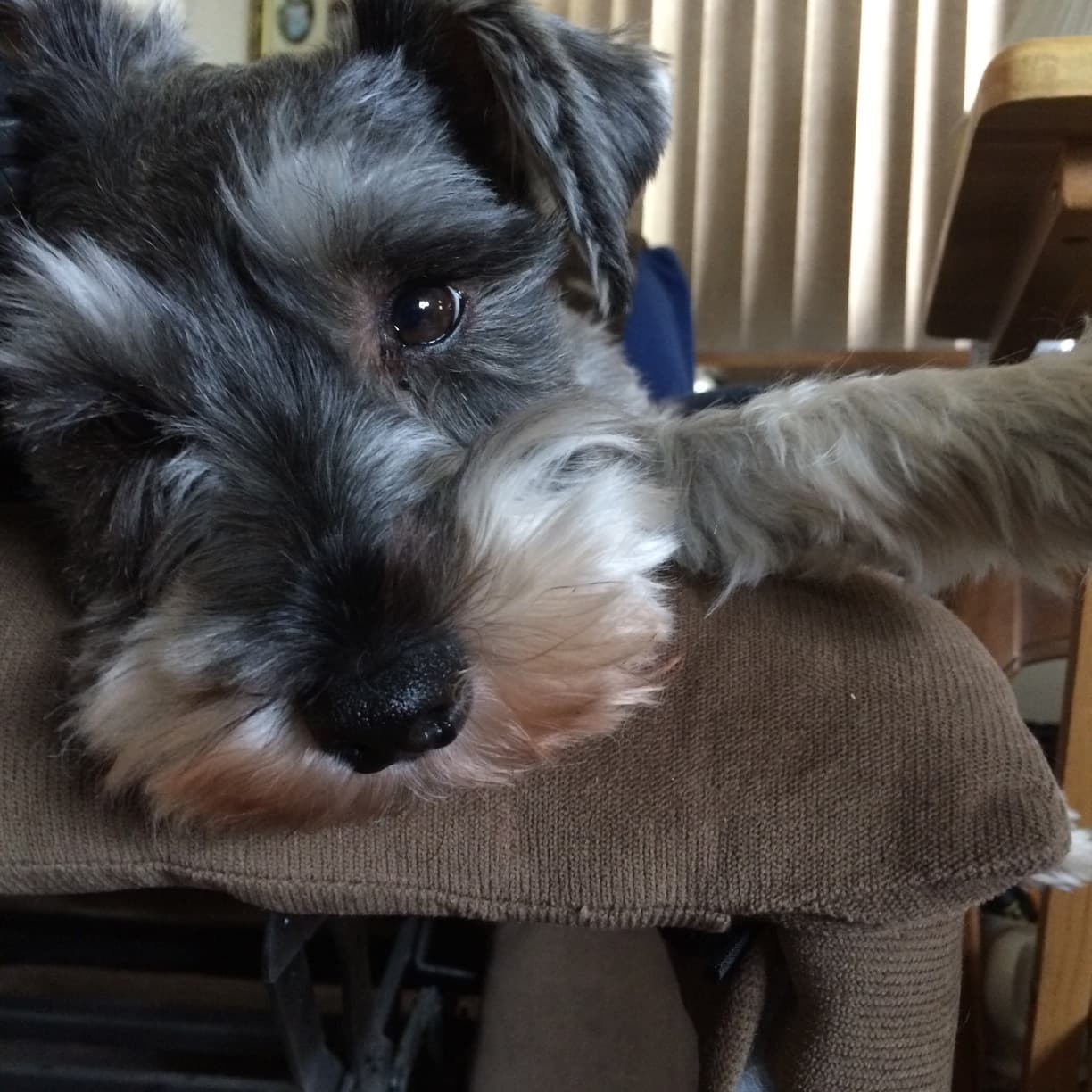 Scottie drooped over the arm of chair staring at me